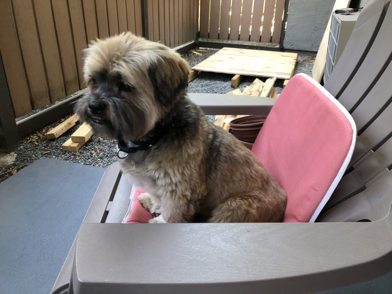 Trent, a Lhasa Apso and Shih Tzu mix tested with EmbarkVet.com