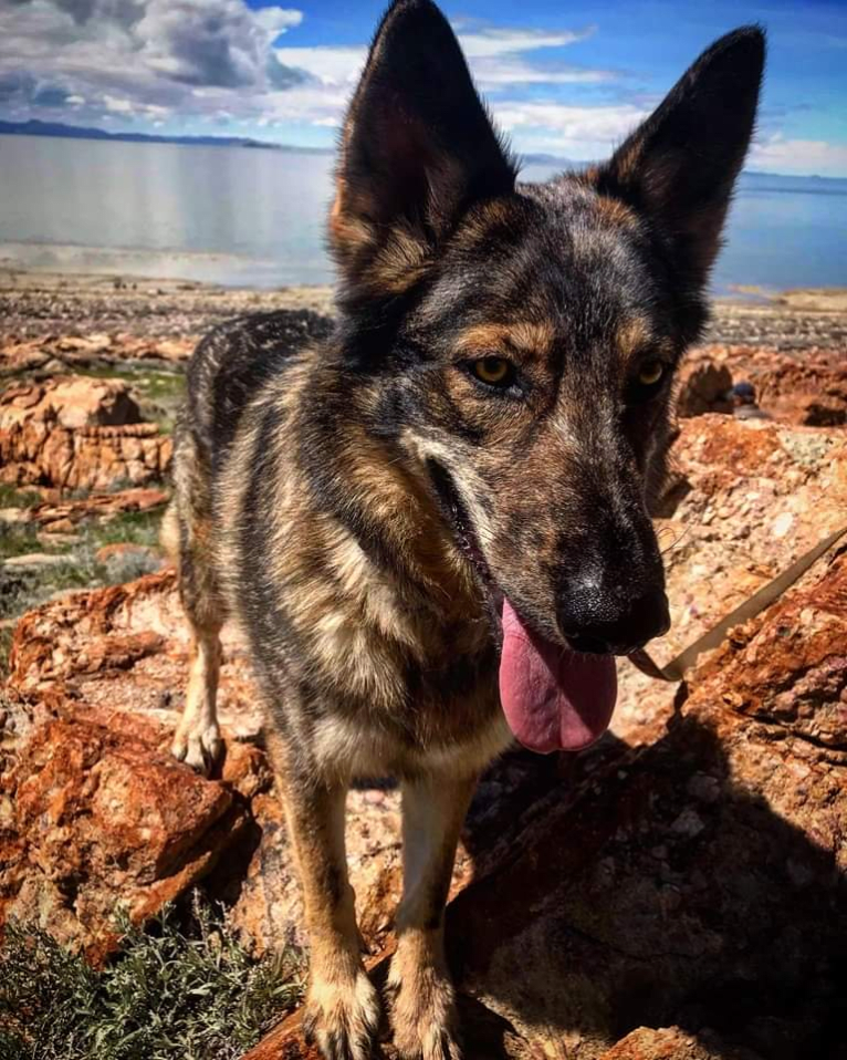 Riley, a German Shepherd Dog and Siberian Husky mix tested with EmbarkVet.com