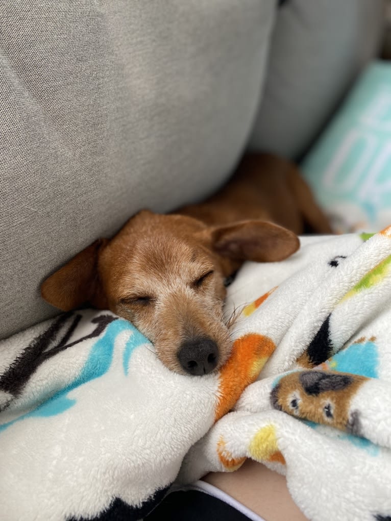 Pudding, a Poodle (Small) and Dachshund mix tested with EmbarkVet.com