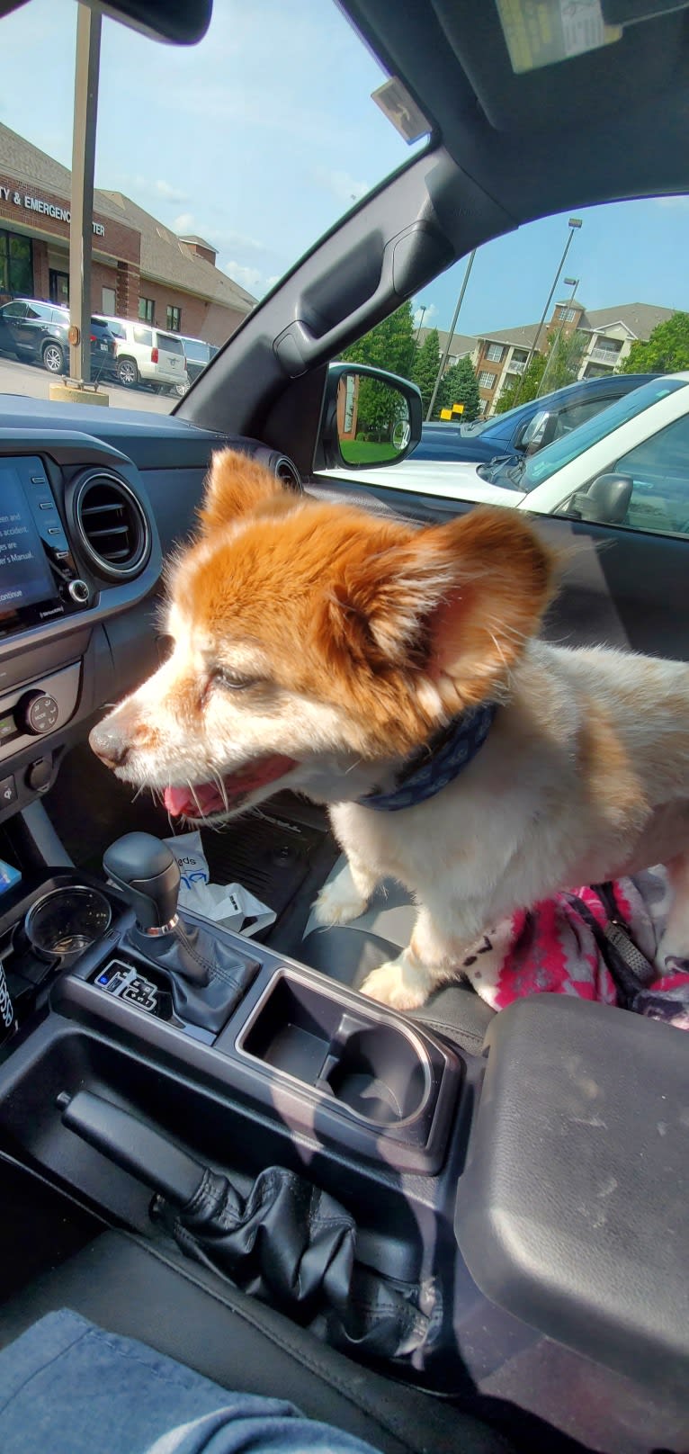 Humphrey, a Papillon tested with EmbarkVet.com