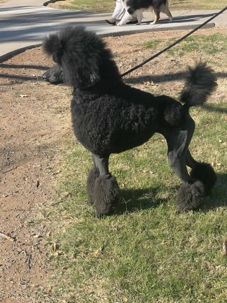 Desert Diamond's Black Pearl, a Poodle (Standard) tested with EmbarkVet.com