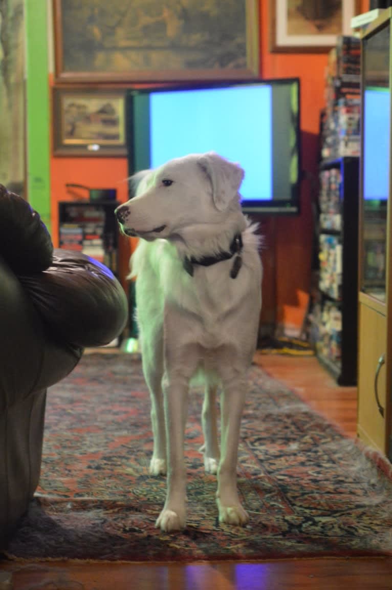 casper, a Great Pyrenees and Labrador Retriever mix tested with EmbarkVet.com