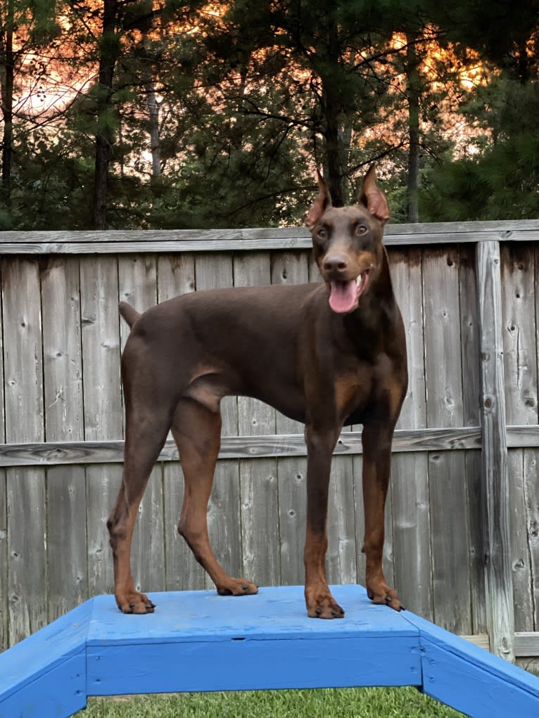 Axel Valor Rasberry, a Doberman Pinscher tested with EmbarkVet.com