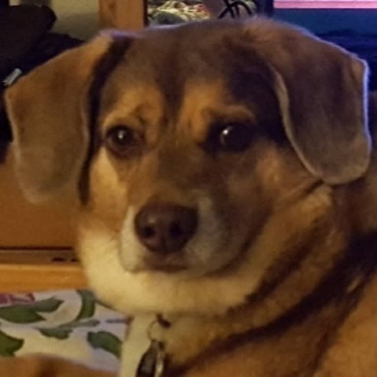 Mario, a Beagle and Norwegian Elkhound mix tested with EmbarkVet.com