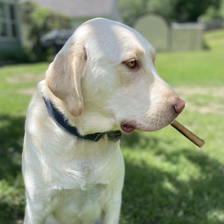 Ben, a Labrador Retriever and Great Pyrenees mix tested with EmbarkVet.com