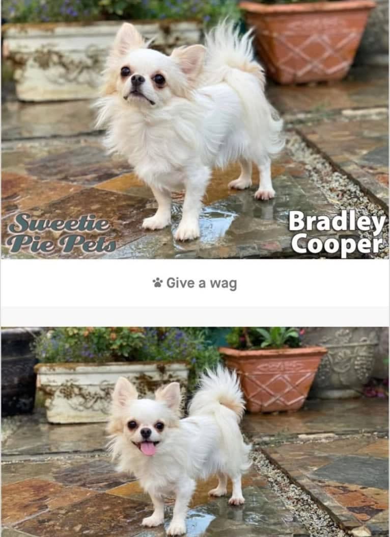 Bradley Cooper, a Chihuahua tested with EmbarkVet.com