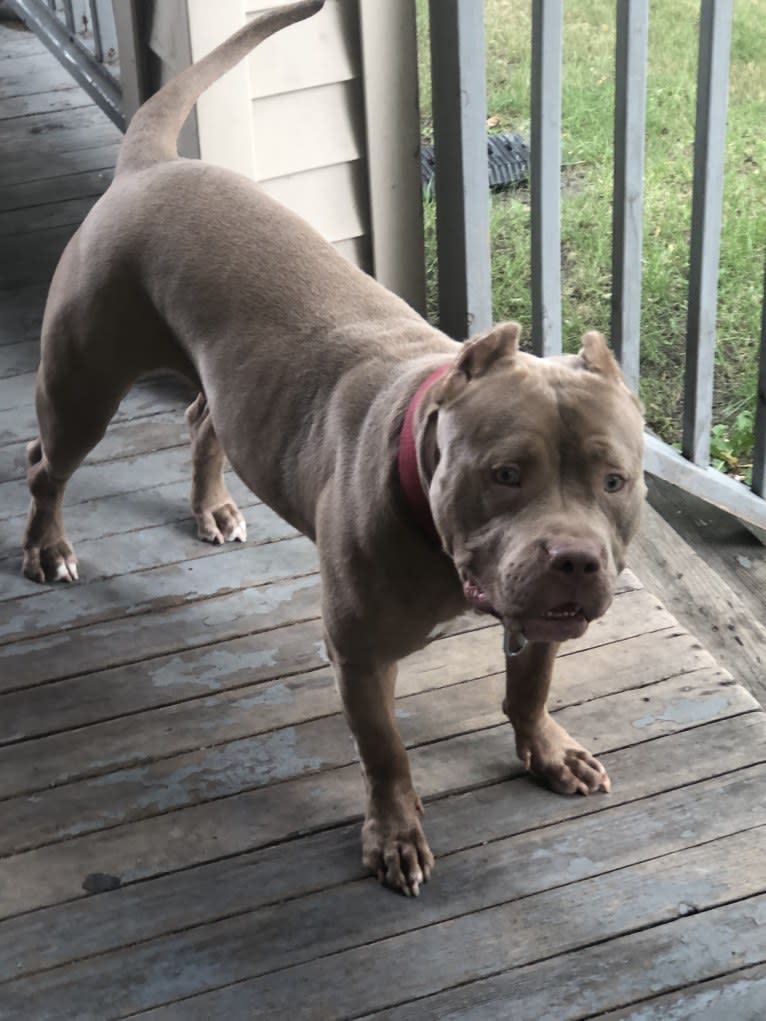 Teally, an American Bully tested with EmbarkVet.com