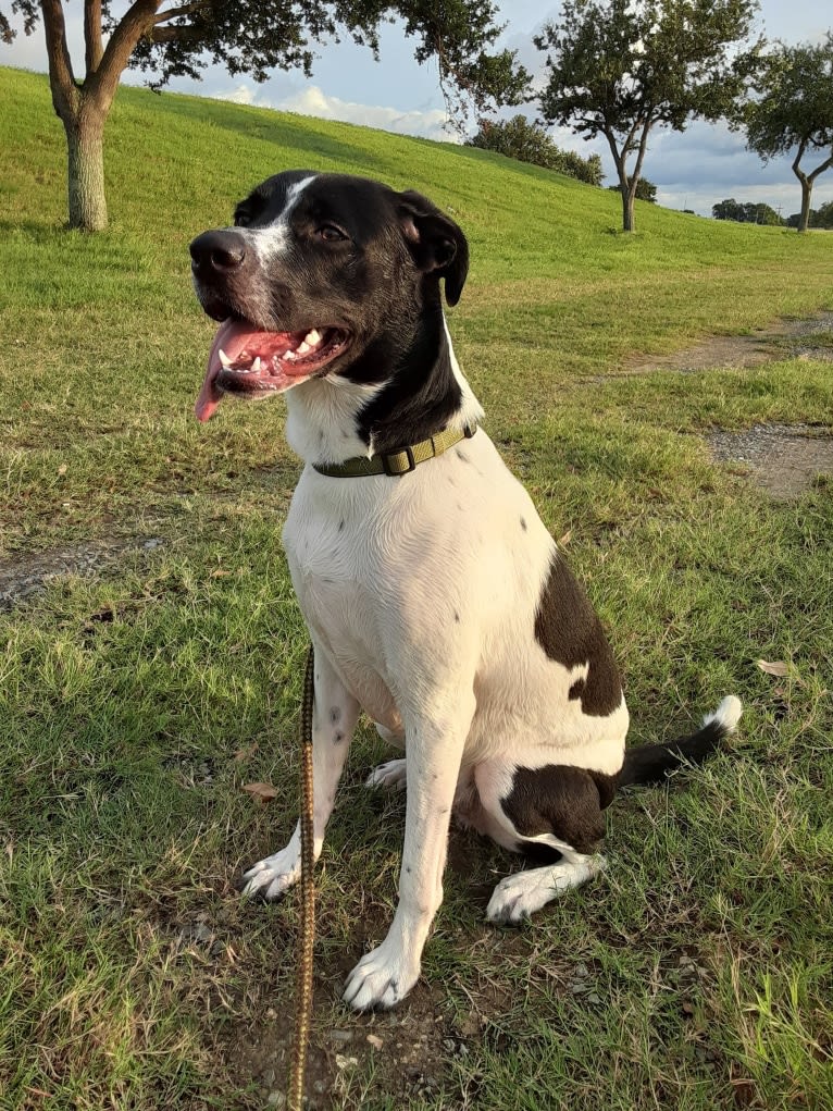 PATIENCE, a Labrador Retriever and American Pit Bull Terrier mix tested with EmbarkVet.com