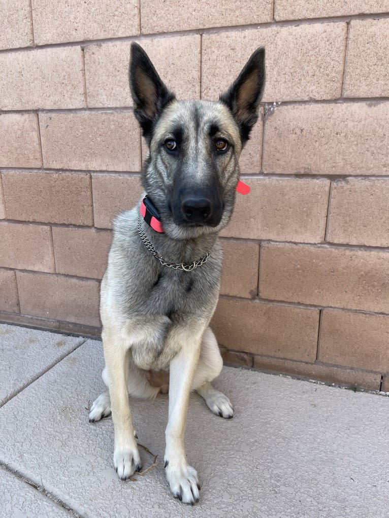 Ripley, a Belgian Malinois and Siberian Husky mix tested with EmbarkVet.com