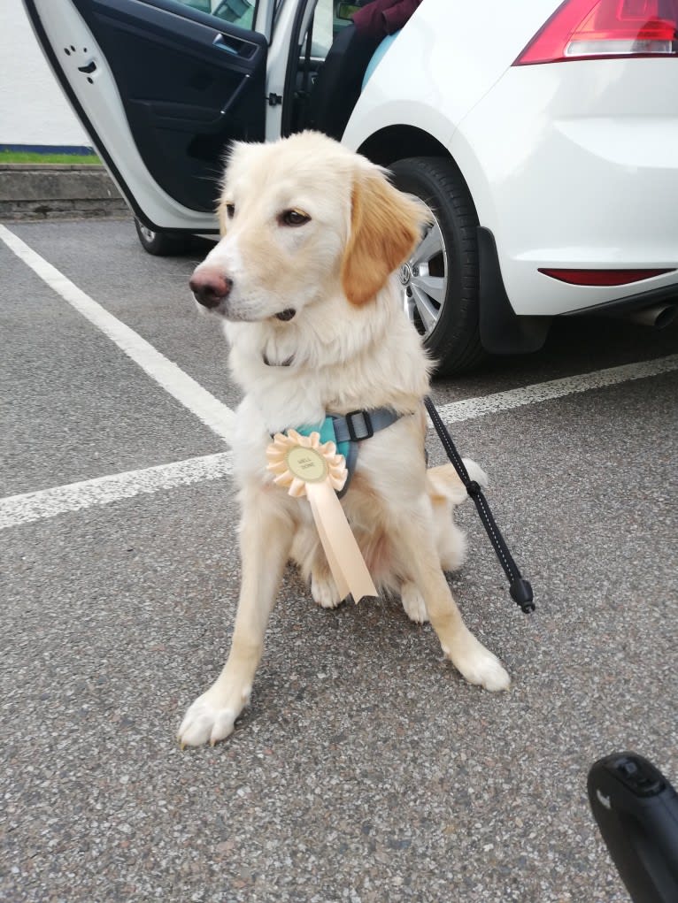 Olive, an Eastern European Village Dog tested with EmbarkVet.com