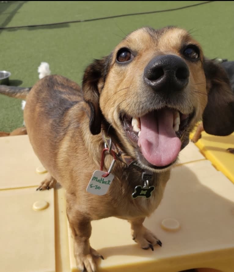 Matlock, a Dachshund and Australian Cattle Dog mix tested with EmbarkVet.com