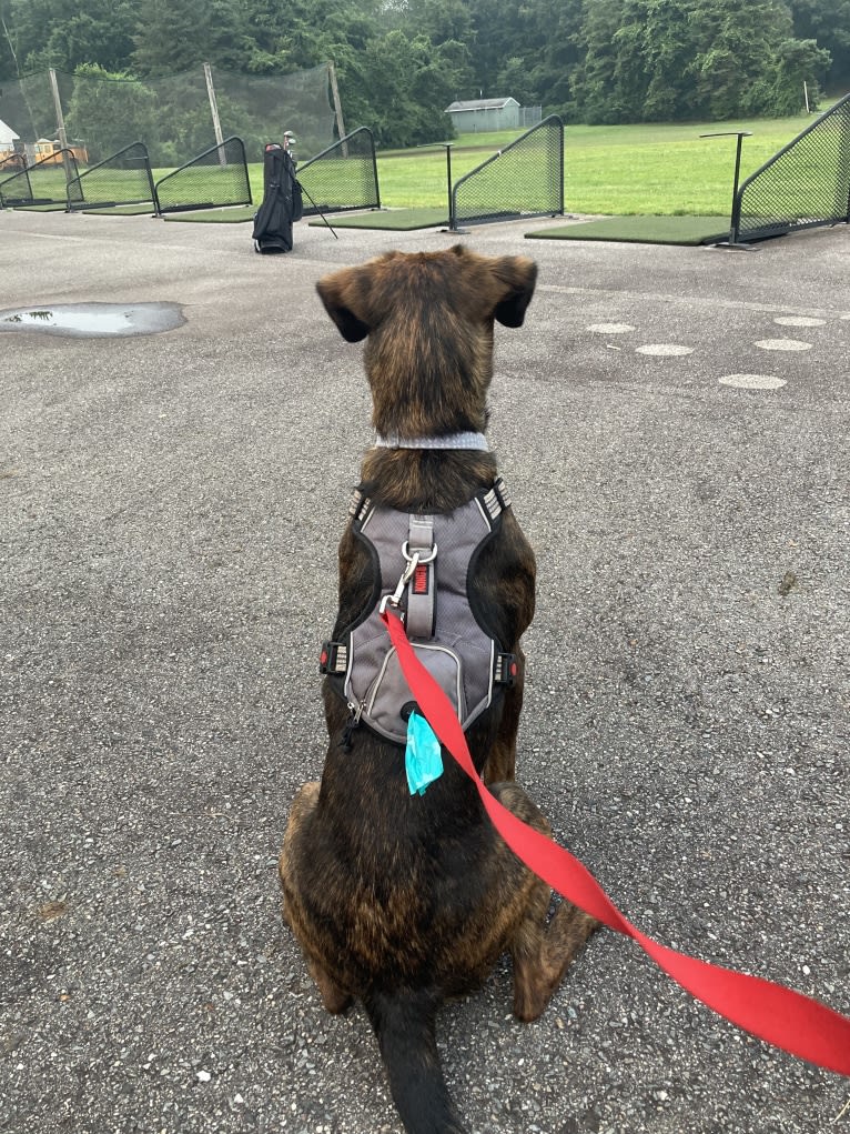 Rascal Fats, a Mountain Cur and Labrador Retriever mix tested with EmbarkVet.com