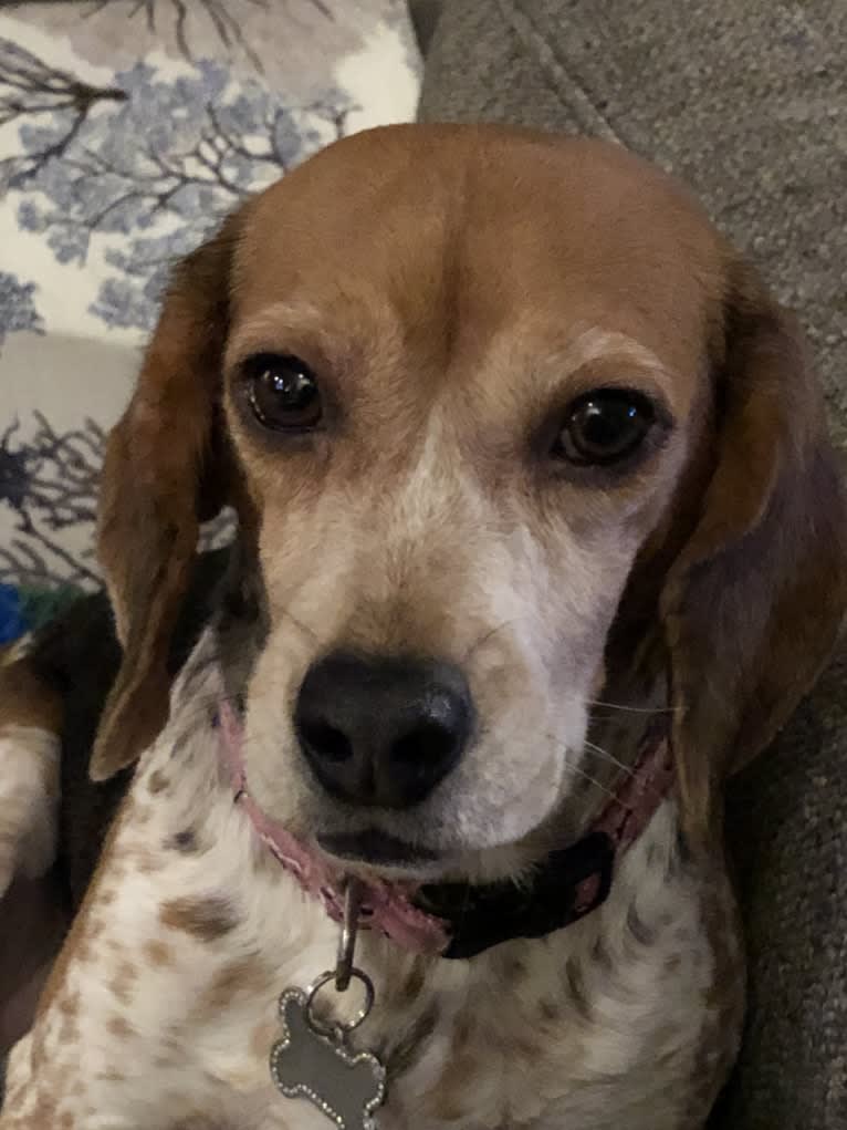 Lexie, a Beagle tested with EmbarkVet.com