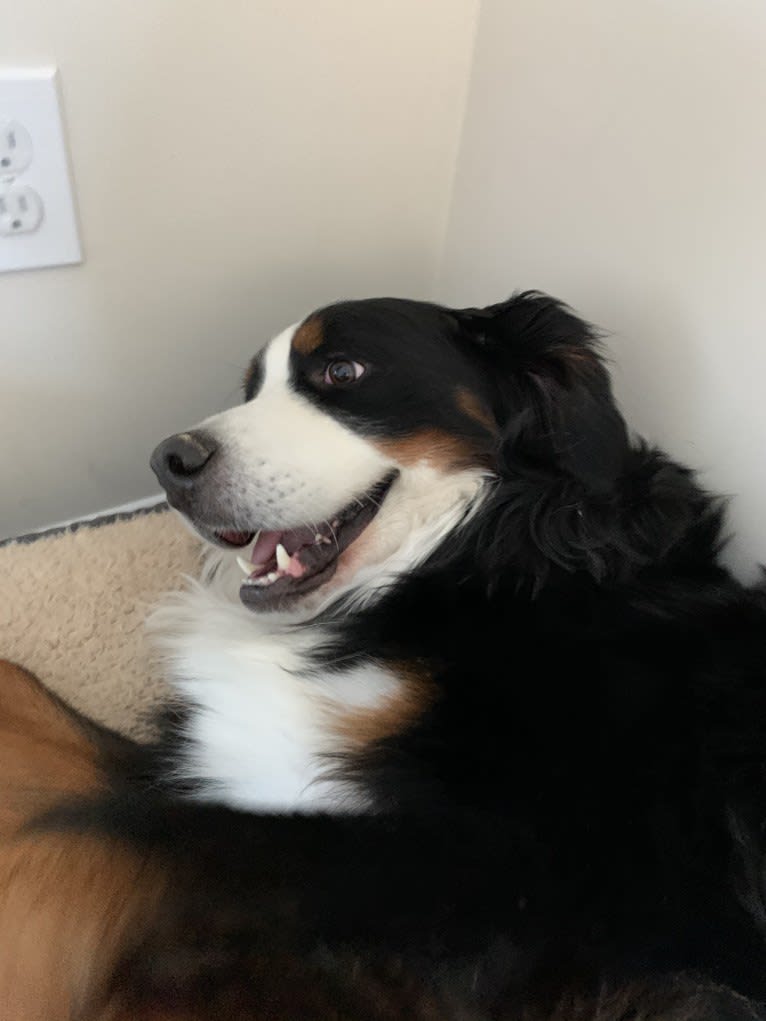 Orbit, a Bernese Mountain Dog tested with EmbarkVet.com