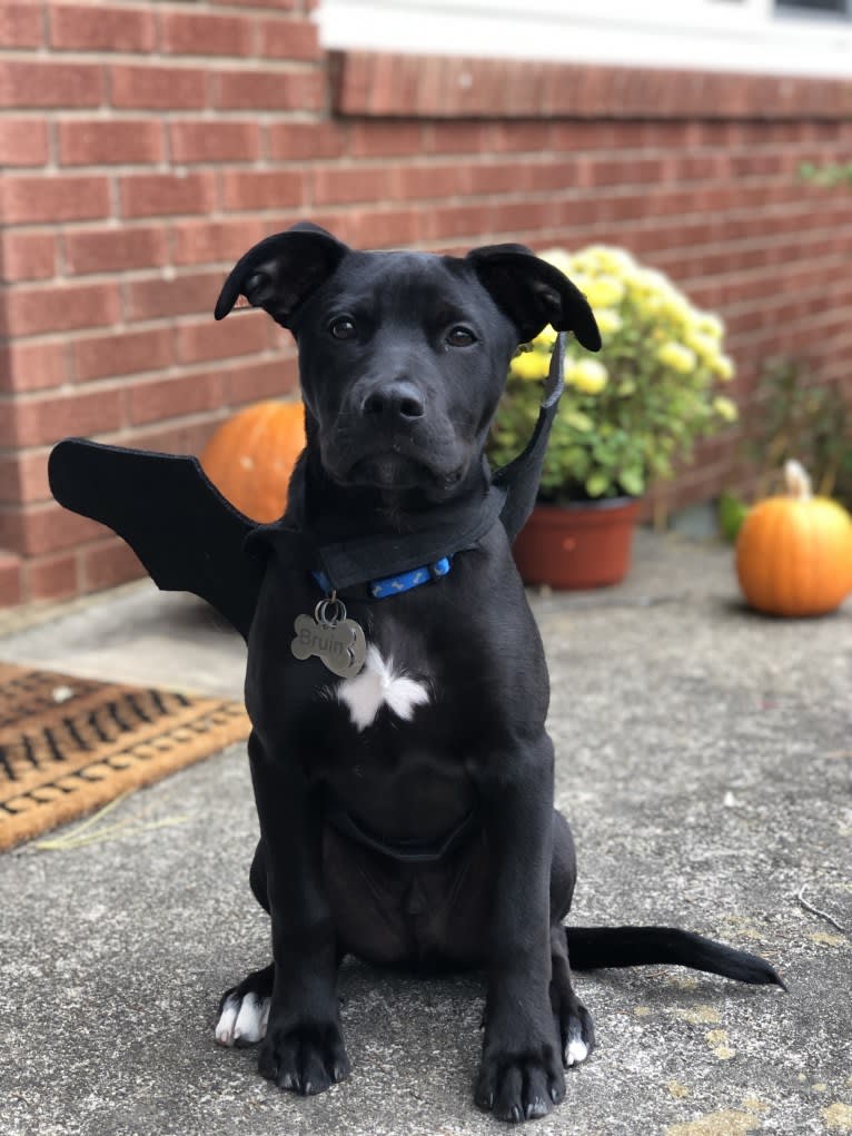 Bruin, an American Pit Bull Terrier and Boxer mix tested with EmbarkVet.com