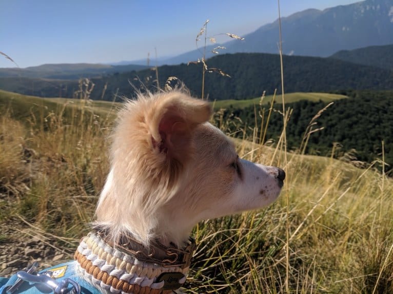 Lizzy (Eliza/Elizabeth), an Eastern European Village Dog and Pekingese mix tested with EmbarkVet.com