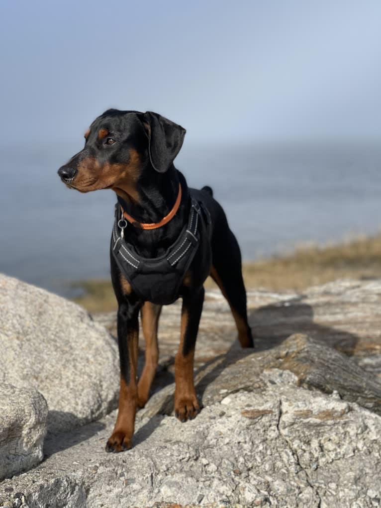 Milan Masia, a German Pinscher tested with EmbarkVet.com