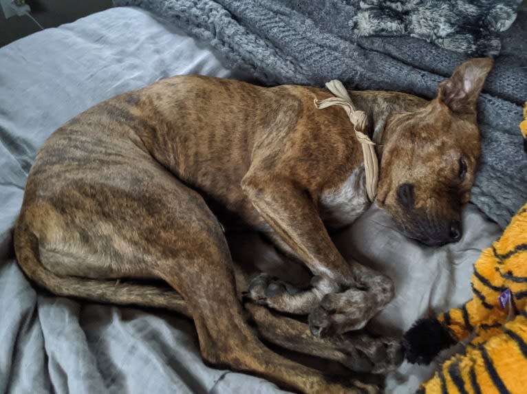 Winona, an American Pit Bull Terrier and Rottweiler mix tested with EmbarkVet.com