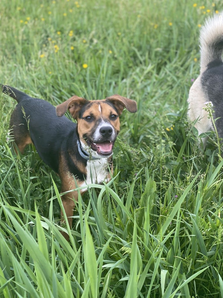 Duke Ferguson, an American Pit Bull Terrier and Australian Cattle Dog mix tested with EmbarkVet.com