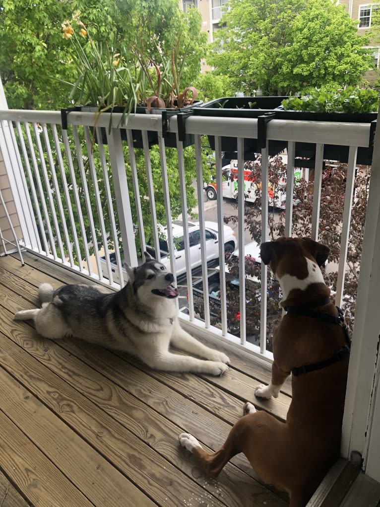 Timber, a Siberian Husky tested with EmbarkVet.com