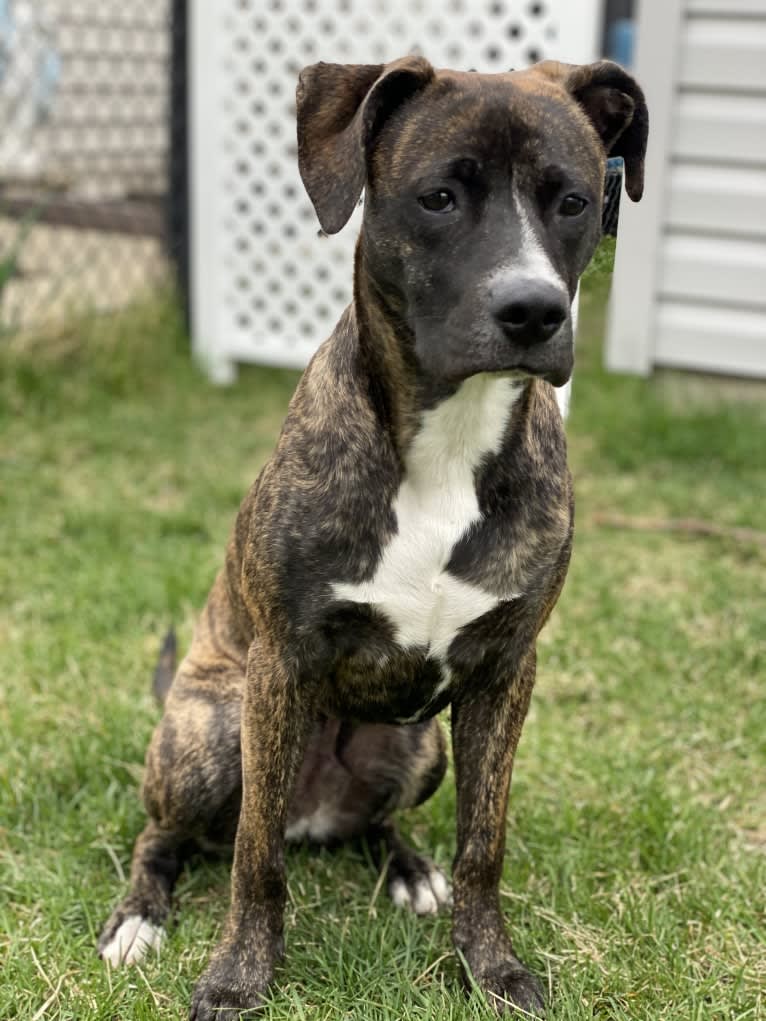 Dax, an American Pit Bull Terrier and Boxer mix tested with EmbarkVet.com