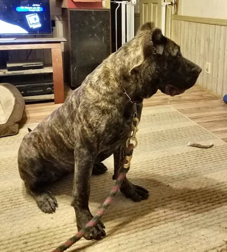 Baby Jesus, a Perro de Presa Canario tested with EmbarkVet.com