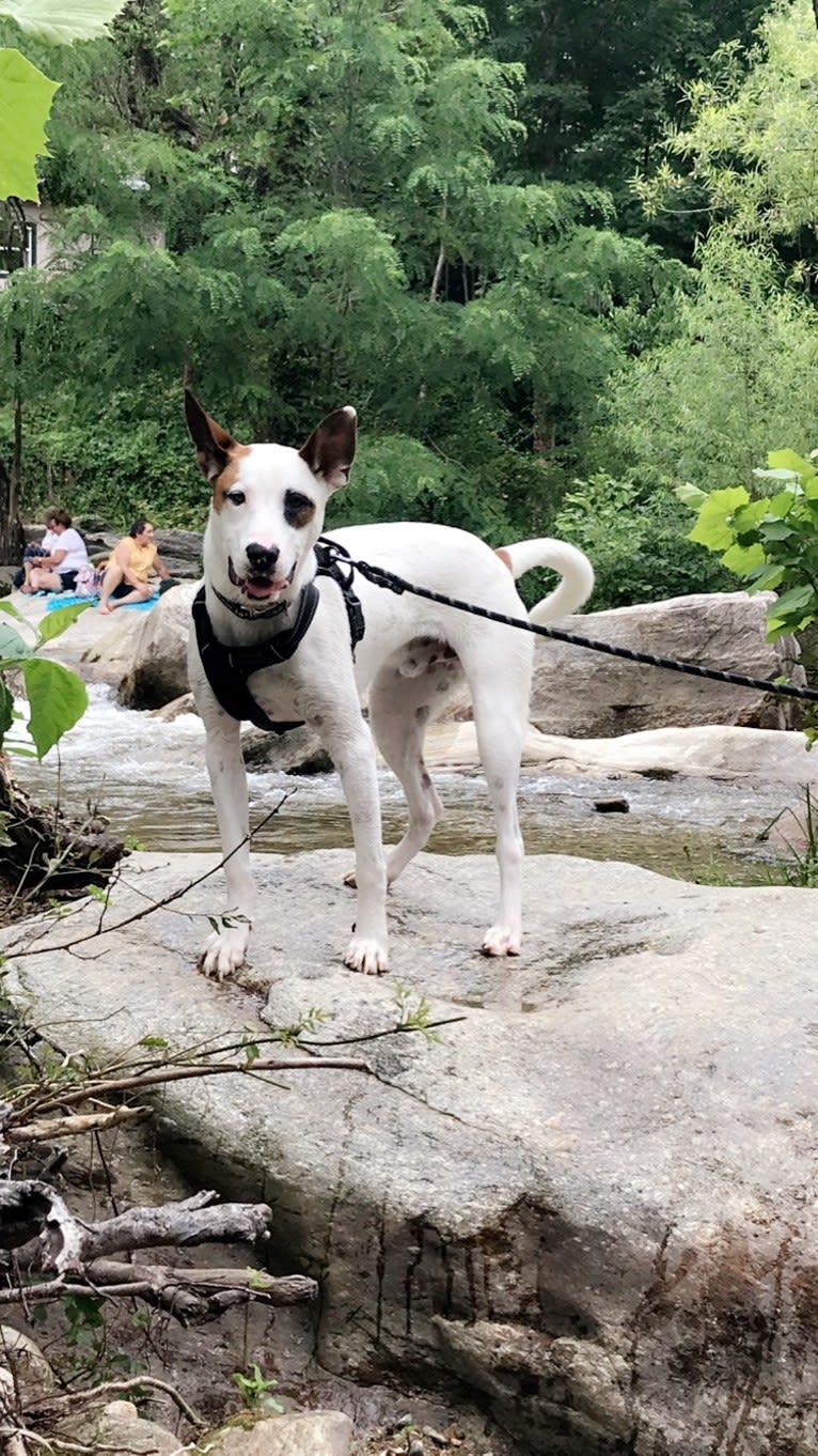 Captain Jack, an American Pit Bull Terrier and Siberian Husky mix tested with EmbarkVet.com