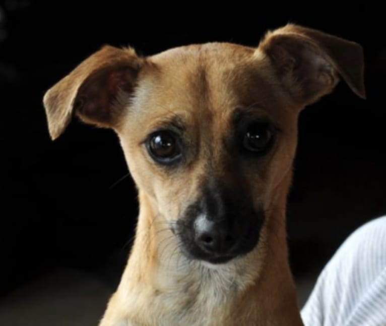 Flower, a Chihuahua and Dachshund mix tested with EmbarkVet.com