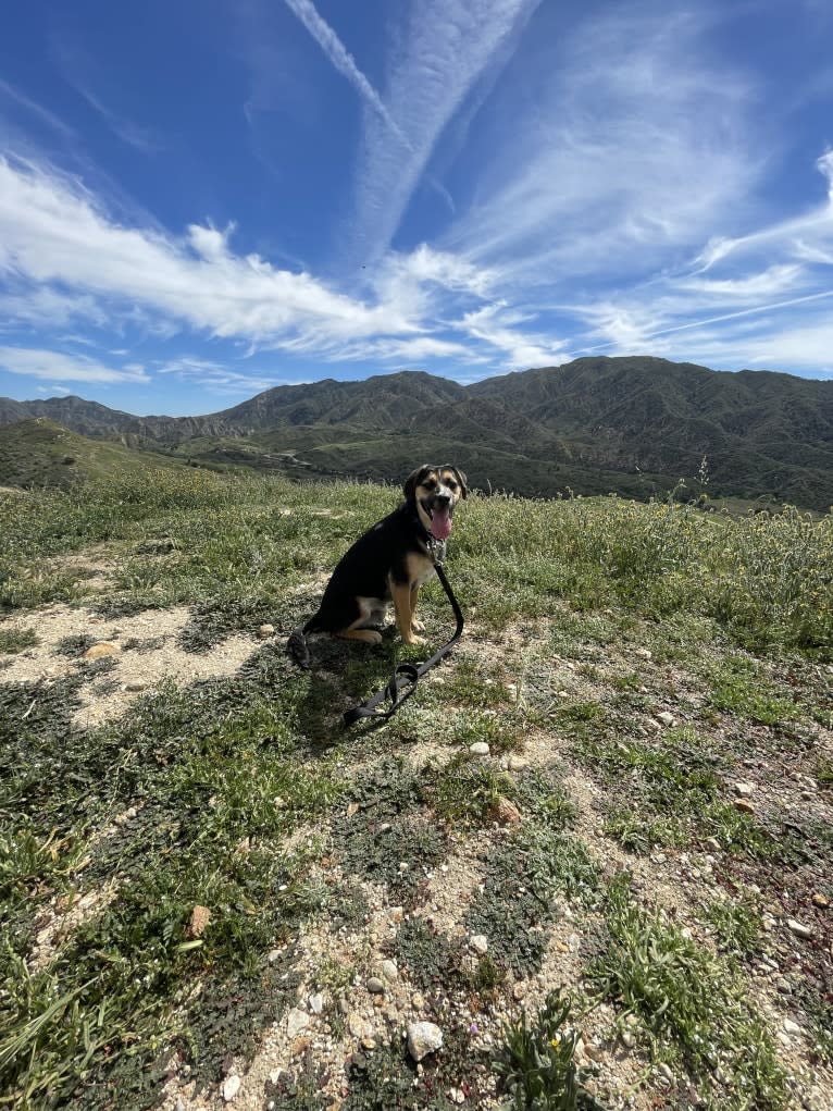 S’more, a German Shepherd Dog and Cocker Spaniel mix tested with EmbarkVet.com