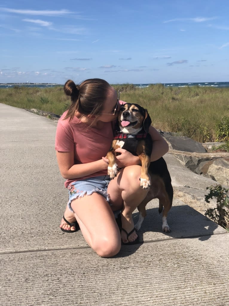 Lucy Hughes, a Beagle and Chihuahua mix tested with EmbarkVet.com