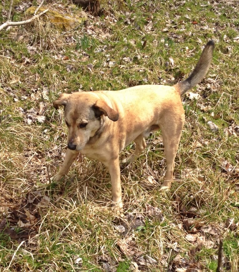 Chase, an American Pit Bull Terrier and Great Pyrenees mix tested with EmbarkVet.com