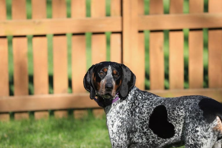 Tessa, a Bluetick Coonhound tested with EmbarkVet.com