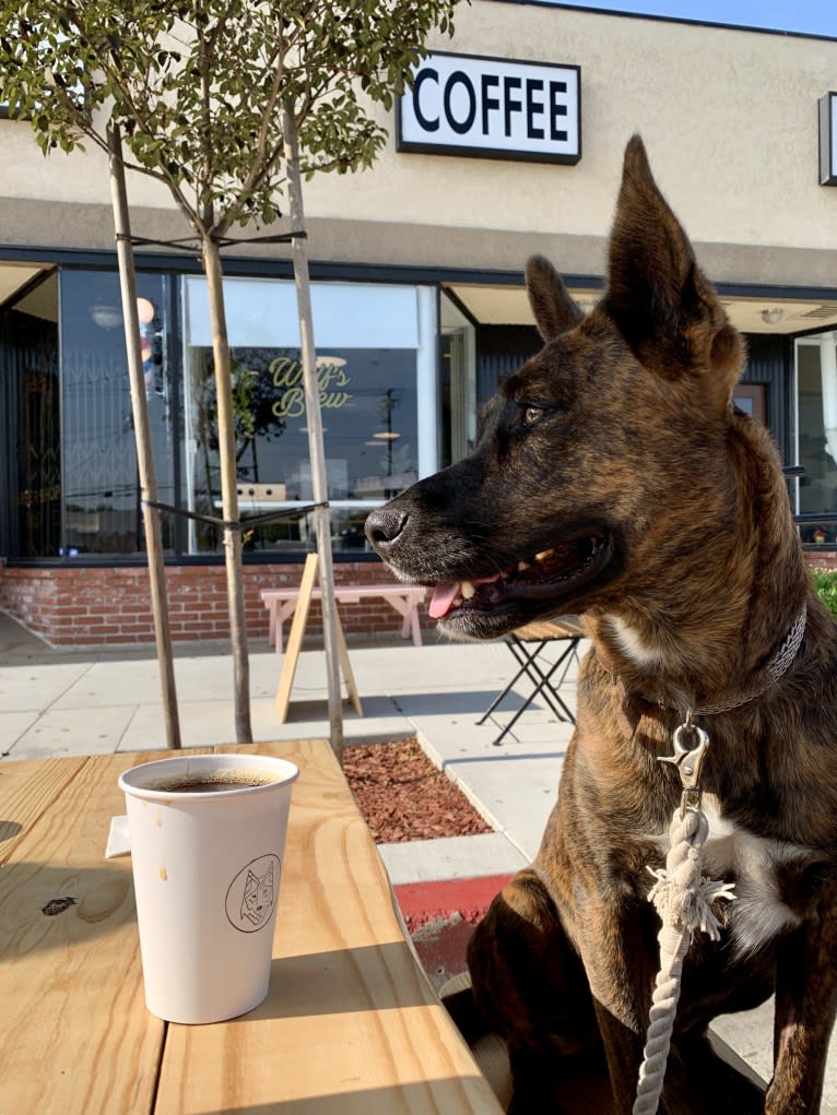 INU, an American Pit Bull Terrier and German Shepherd Dog mix tested with EmbarkVet.com