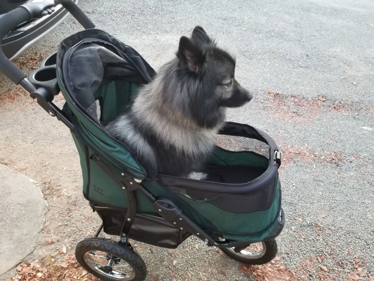 Scruffy, a Keeshond tested with EmbarkVet.com