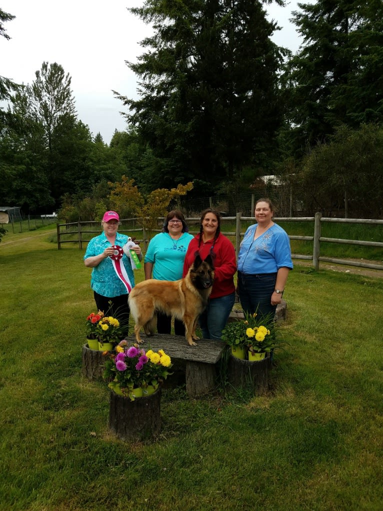 Tuarie, a Belgian Shepherd tested with EmbarkVet.com