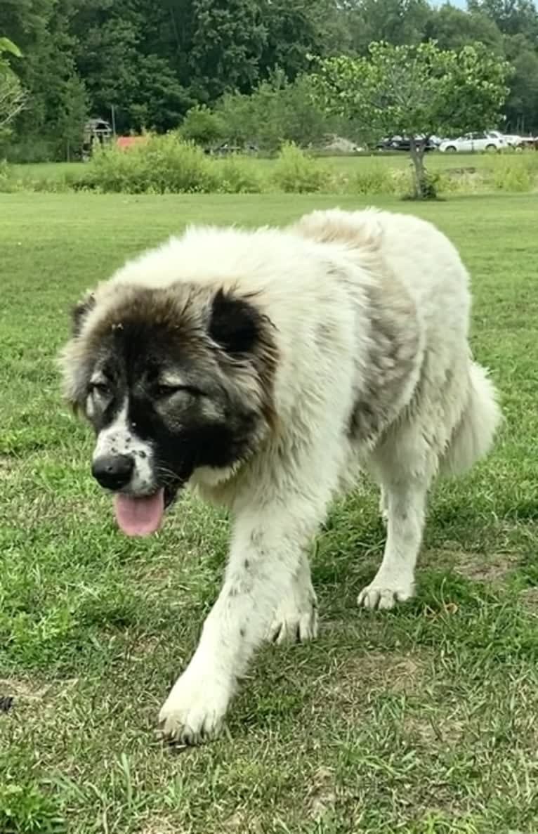 Lakova, a Caucasian Ovcharka tested with EmbarkVet.com