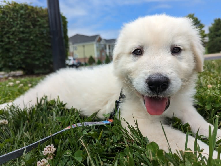 Valiant, a Great Pyrenees tested with EmbarkVet.com