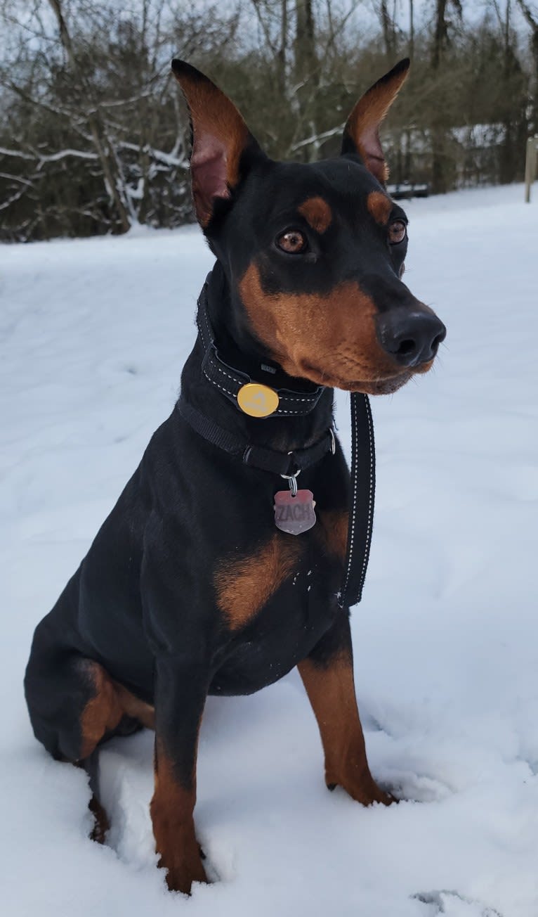 Zach, a German Pinscher tested with EmbarkVet.com