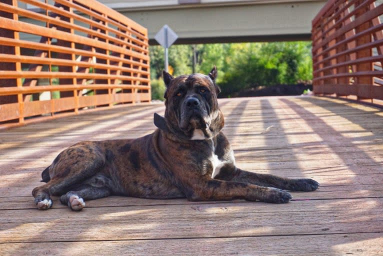 Thoryn, an American Bulldog and Cane Corso mix tested with EmbarkVet.com