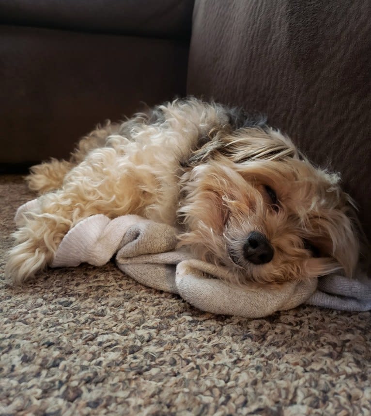 Mahrli, a Bichon Frise and Yorkshire Terrier mix tested with EmbarkVet.com