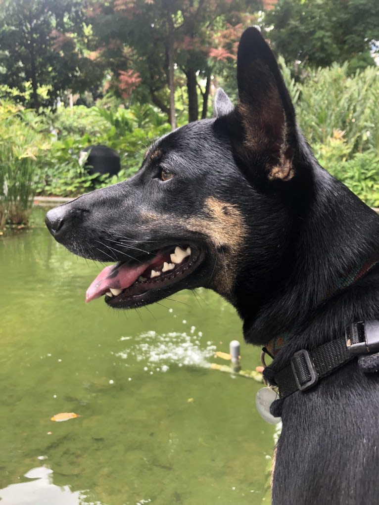 Ruby Forest, a Southeast Asian Village Dog tested with EmbarkVet.com