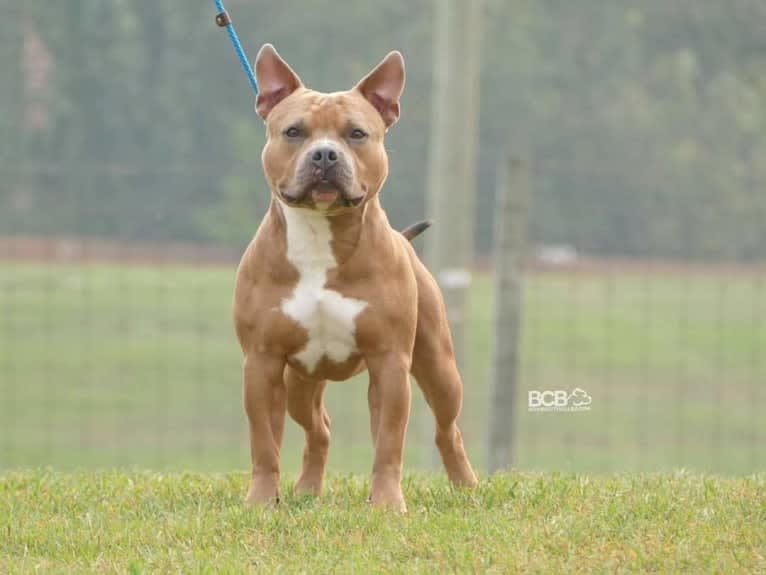 Tito, an American Bully tested with EmbarkVet.com