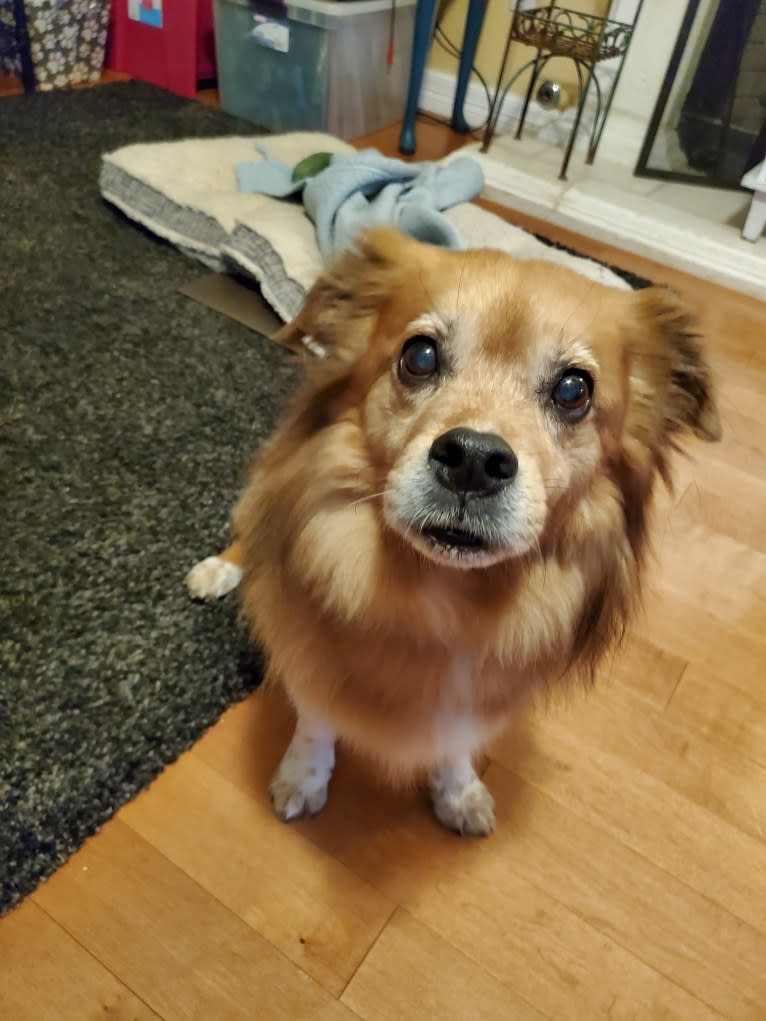 Gizmo, a Pug and Shih Tzu mix tested with EmbarkVet.com