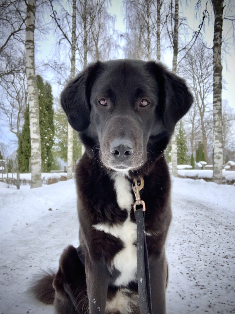 Sofia, a West Asian Village Dog tested with EmbarkVet.com