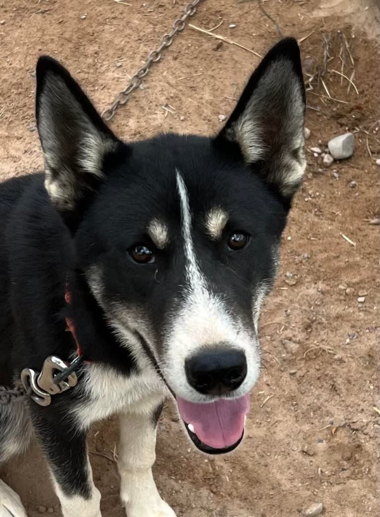 Only, a Siberian Husky tested with EmbarkVet.com