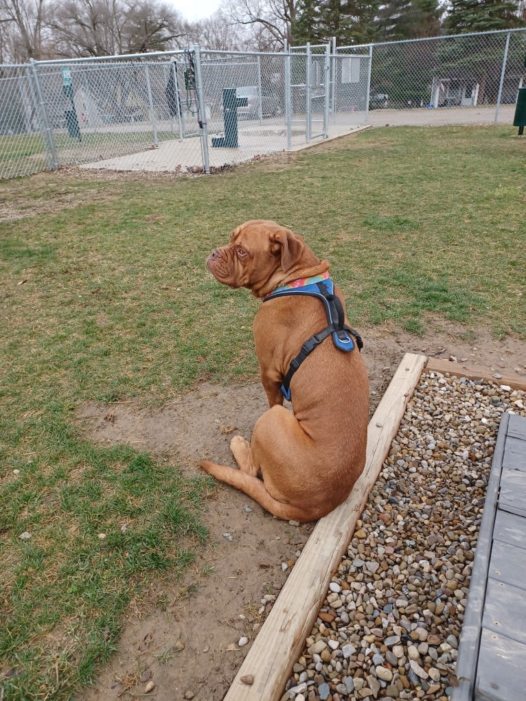 Brutis II, a Dogue de Bordeaux tested with EmbarkVet.com