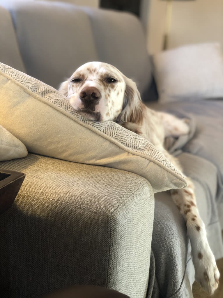 Argus, a Llewellin Setter tested with EmbarkVet.com