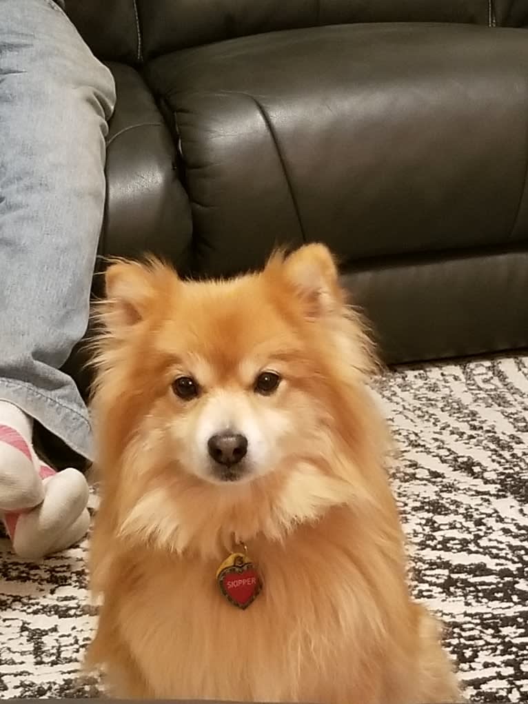 Skipper, a Pomeranian tested with EmbarkVet.com