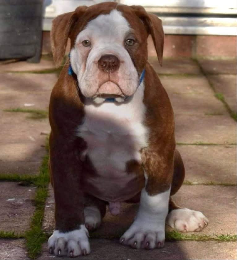 Maverick, an Alapaha Blue Blood Bulldog tested with EmbarkVet.com