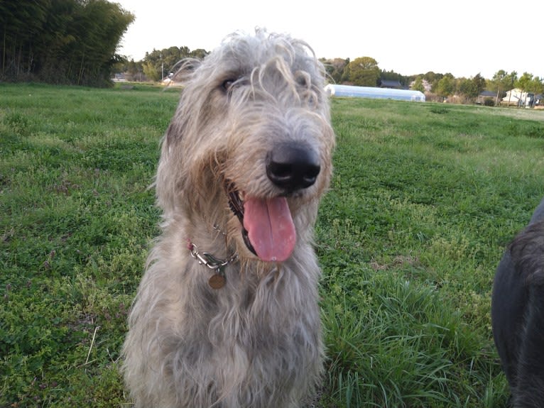 Mouton, an Irish Wolfhound tested with EmbarkVet.com